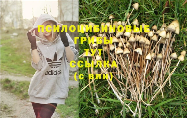 PSILOCYBIN Михайловка